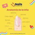 ¿Conoces las partes que componen la Uña Natural? - U Nails Academy