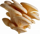 Collection of Mushroom PNG. | PlusPNG