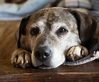 How to Look After a Senior Dog Well – inreads