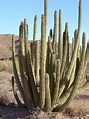 Organ-pipe cactus | Description, Distribution, & Facts | Britannica