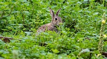 Descubre El Golpe Prohibido De Conejo: Todo Lo Que Necesitas Saber
