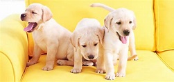 Yellow Dog Breeds - 20 Fawn Dogs To Brighten Up Your Day!