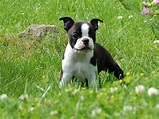 Boston Terrier Puppy Pictures | Puppy Pictures and Information