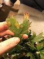 Spots on my Christmas Cactus #544980 - Ask Extension
