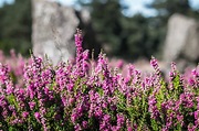 Heather Flower Meaning