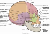 This image shows the lateral view of the human skull and identifies the ...