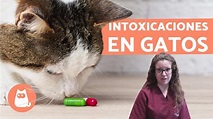 Guía Completa sobre Envenenamiento en Gatos - Síntomas y Qué hacer ...