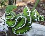 Jiboia verde, serpente do Amazonas. Foto:Flickr. Pretty Snakes, Cool ...