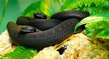 Galería de imágenes: Las serpientes más venenosas del mundo