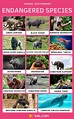 List of Critically Endangered Species We Need to Protect Now List Of ...
