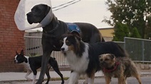'Strays': mira el tráiler de la nueva película protagonizada por perros