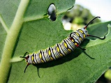 File:Monarch butterfly Caterpillar.jpg