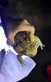 驚！百大入侵種「海蟾蜍」首在台灣野外現蹤 草屯捕獲50隻 - 生活 - 自由時報電子報