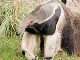 Giant Anteater | Alexandria Zoo