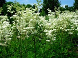 Filipendula ulmaria (Meadowsweet)-safe for horses | Giardini bianchi ...