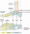 Wie funktioniert der Fuß? | Gesundheitsinformation.de
