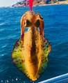 Sydney Squid fishing charters - Sydney Premium Charters