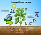 Process of Photosynthesis in a Plant Diagram | Quizlet
