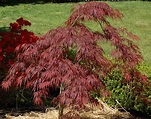 15 Varieties of Japanese Maple Trees With Colorful Foliage