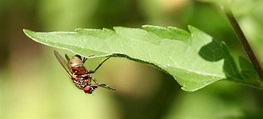 Blatt vom Tüftler (Forum für Naturfotografen)