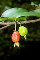 Eugenia involucrata DC. | Árvores do Bioma Cerrado