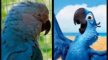 El pájaro azul que inspiró la película "Rió" se ha extinguido | Onda ...