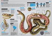 Animales - Infografías