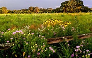 Free Images : plant, field, meadow, flower, botany, garden, flora ...