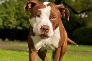 27+ Dog Pit Bull Terrier Pic - Bleumoonproductions