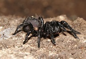Atrax Robustus, la araña más venenosa del mundo (Miedo Inside)
