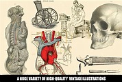 100 Vintage Medical Illustrations By Dene Studios | TheHungryJPEG