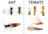 How to tell Termites apart from Ants
