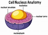 Animal cell nucleus anatomy 696109 Vector Art at Vecteezy