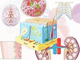 Free 3000 Professionally Illustrated Medical Graphics
