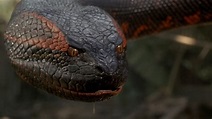 Anaconda - Tu Cine Clásico Online