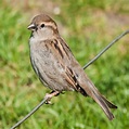 Passeridae - Old World Sparrows Archives - USA Birds