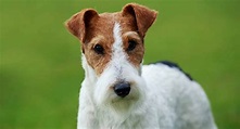 Fox Terrier – Two Different Breeds of the Terrier Type