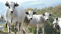 Vaches en cavale: des bêtes jamais retrouvées? | TVA Nouvelles