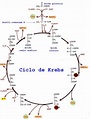 ciclo de krebs - Bioquímica I