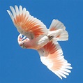 Fotos de Cacatúa De Moño Rojo - Aves - webanimales.com
