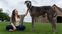 Regardez "Zeus", le chien le plus grand du monde - Tout est plus grand ...