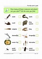 Pond life spotter's guide | KS1-KS2 | Display | Teachit