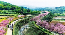 1萬6千顆櫻花讓你一次看個夠 2019年「三芝櫻花季」下個月就可以衝了 - TripGo 旅行趣