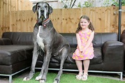 Le plus grand chien du monde - Qui a la plus grosse