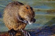 Nutria Rodent Water Rat Species Of Rodent Waters – Clean Public Domain