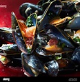Steamed Mussels Provencal cooked scottish mussels with recipe Stock ...