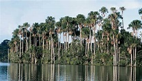 La Sabana de Palmeras | Geografía | Perú | Wikisabio