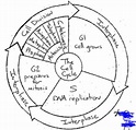 The Cell Cycle Coloring Worksheet Answers sheet 1 | Cell cycle, Color ...