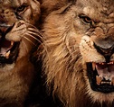 Angry Lion Face Wallpapers - Wallpaper Cave