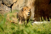 Afrikanischer Löwe Paule wegen Altersschwäche eingeschläfert – Zoo Berlin